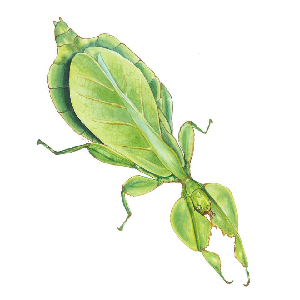 Bayla Arietta "Walking Leaf Insect"