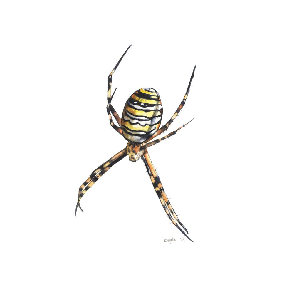 Bayla Arietta "Orb Weaver"