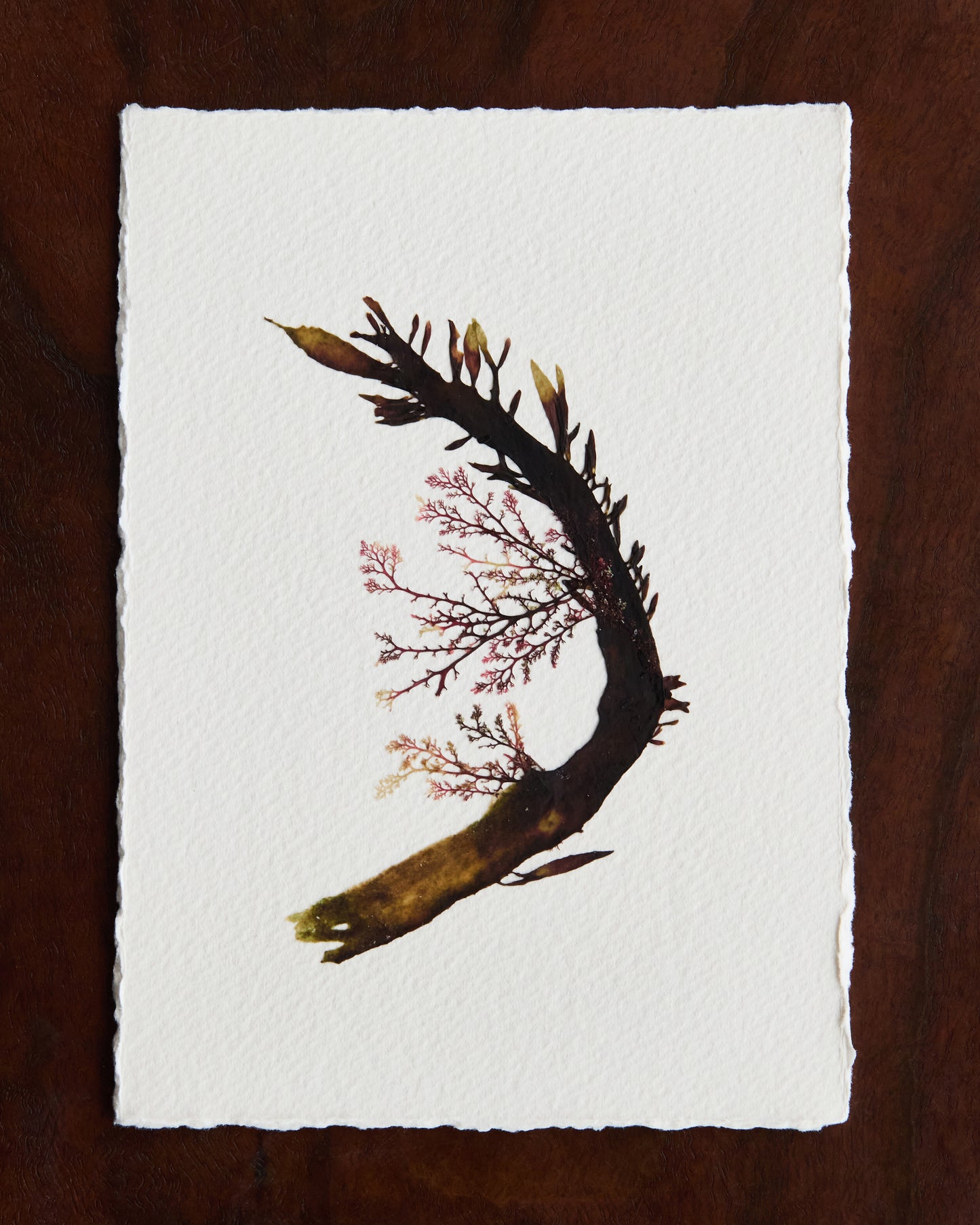 Falling Tide Press "Epiphytes 1_1"