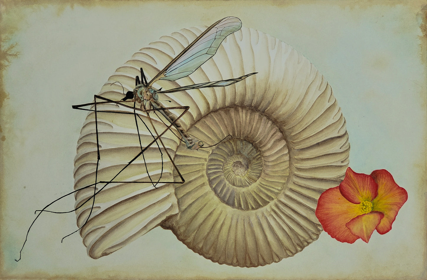 Peter Dibuz "La belleza fugaz y la danza atemporal"