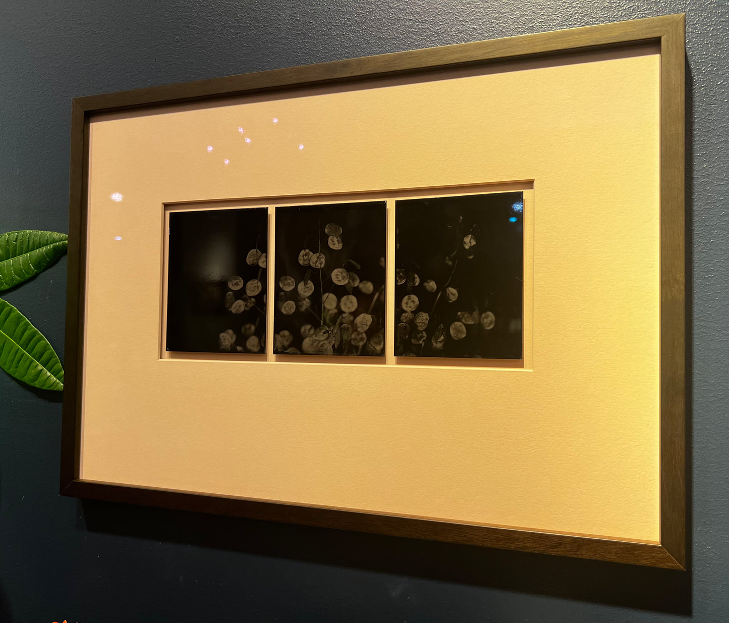 Michelle Smith-Lewis "Portrait of a Money Plant" Triptych