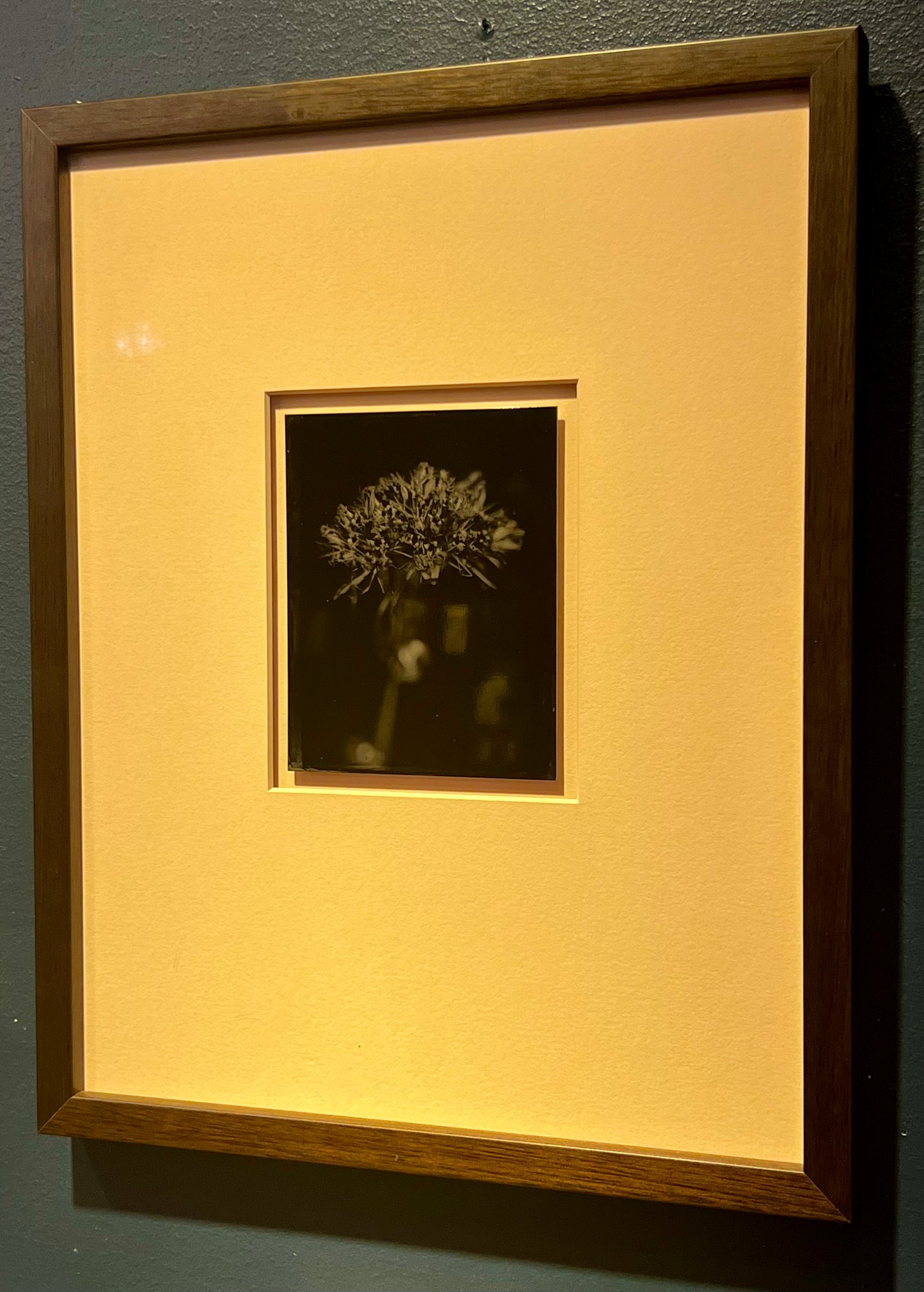 Michelle Smith-Lewis "Portrait of Sweet William"