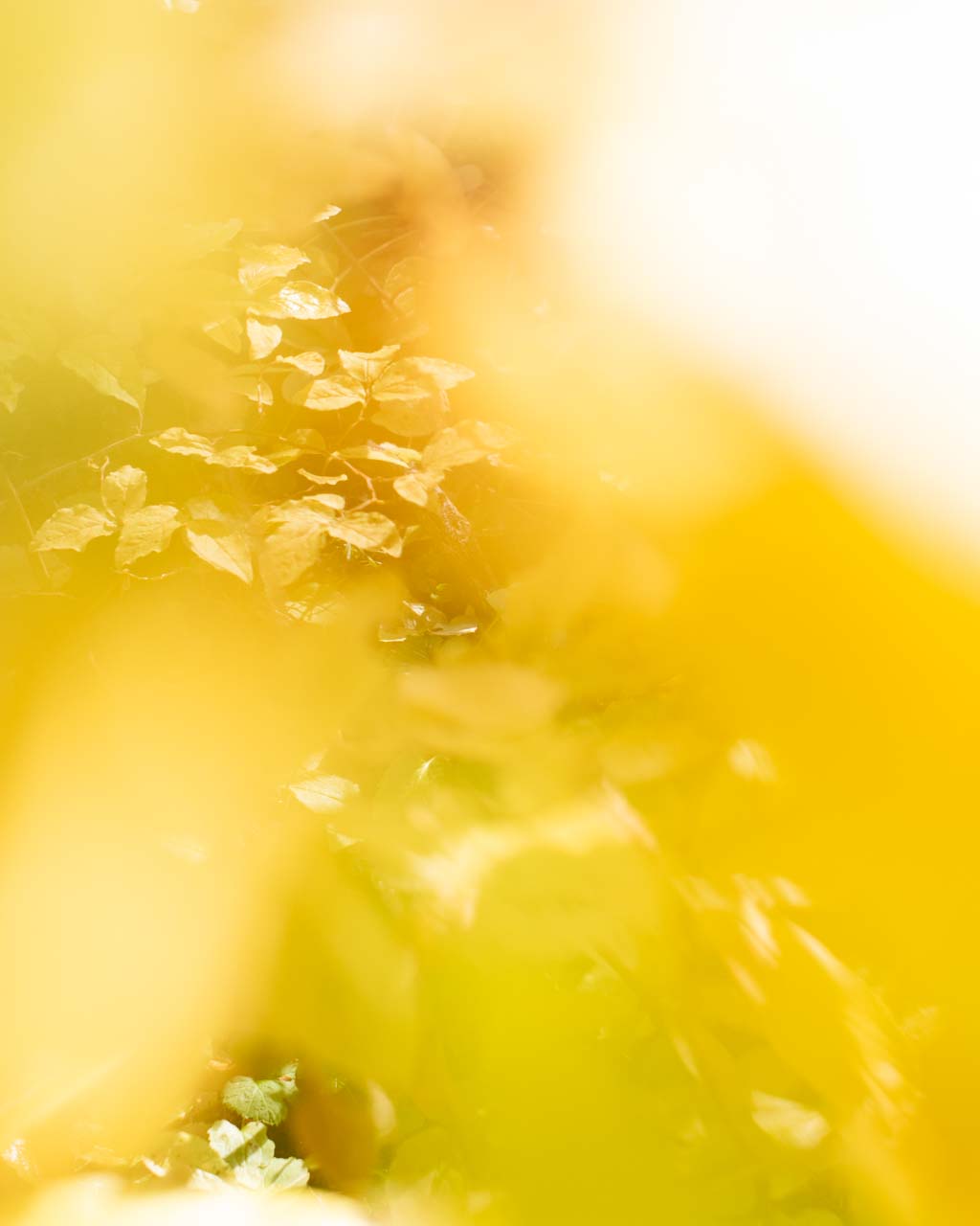 Holly Pendragon "Homebound"