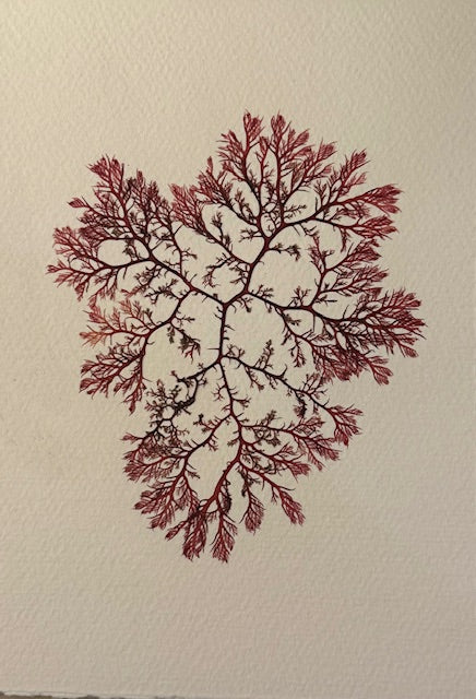 Falling Tide Press "Sea Comb 3"