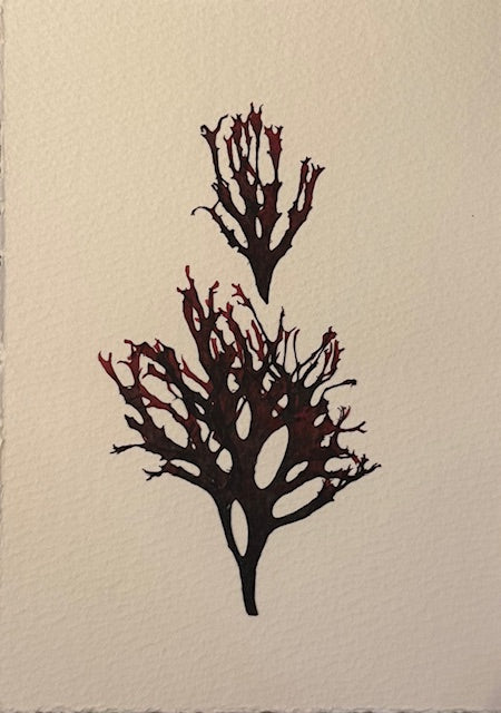 Falling Tide Press "Red Sea Fan 3"