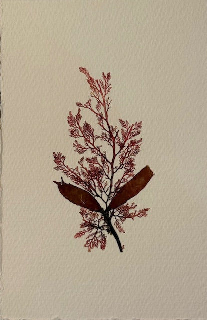 Falling Tide Press "Epiphytes I"