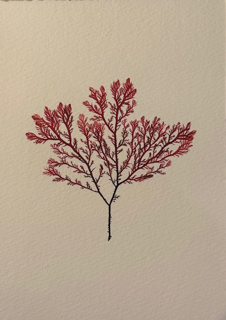 Falling Tide Press "Sea Comb 2"