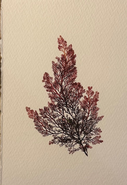 Falling Tide Press "Delicate Sea Lace 1"