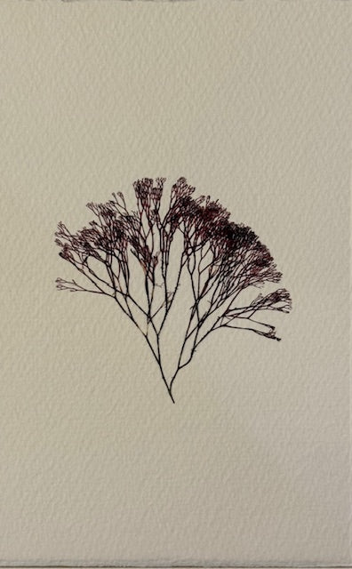 Falling Tide Press "Staghorn Felt I"