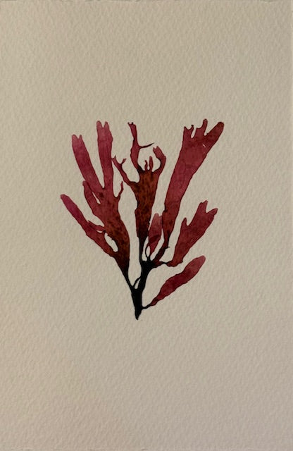 Falling Tide Press "Red Algae 2"