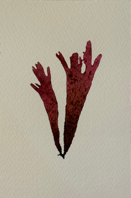 Falling Tide Press "Red Algae I"