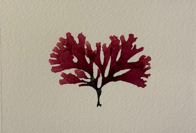Red seaweed on a textured beige background