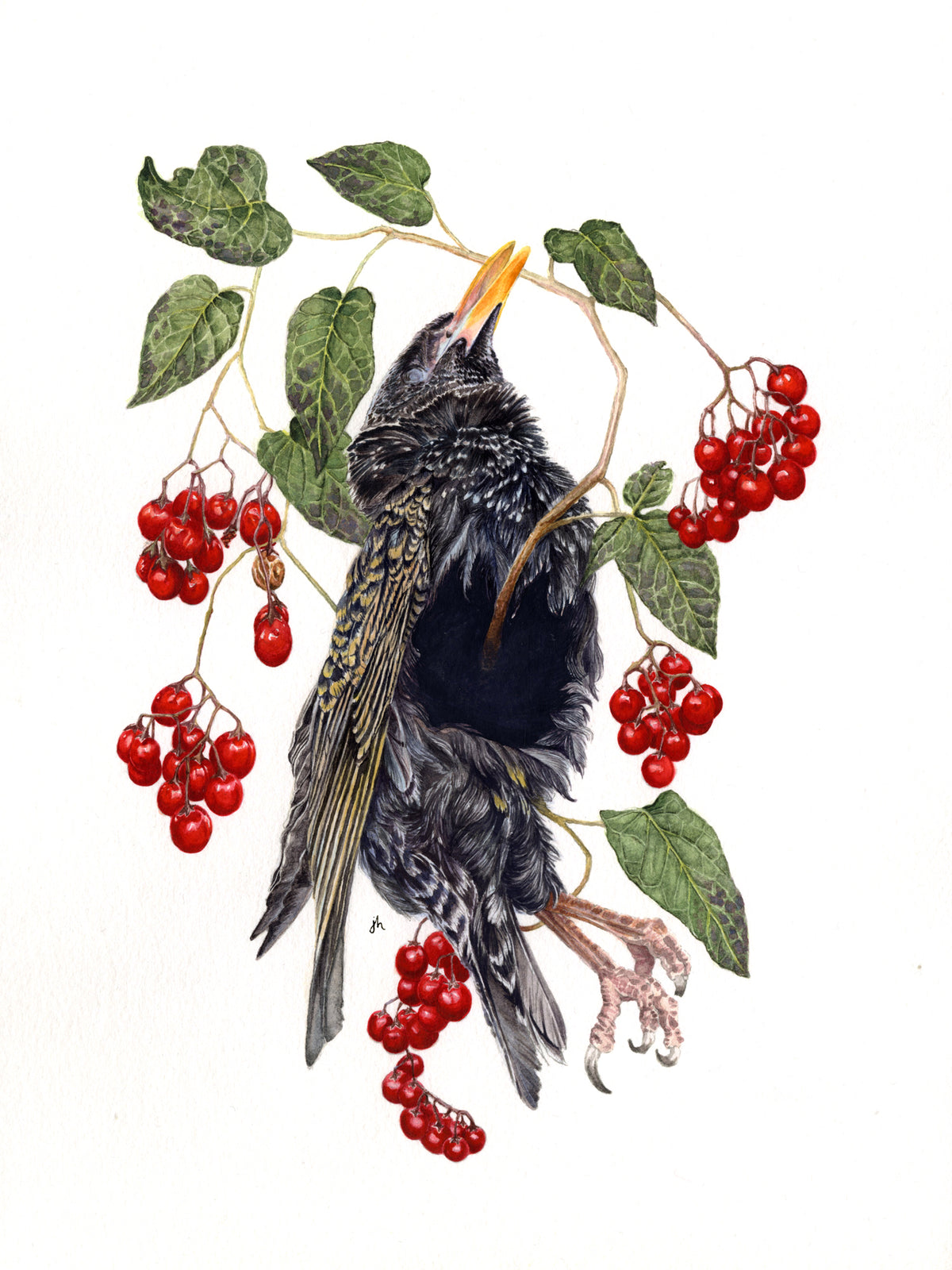 Jackie Hahn "Nightshade" (Online)