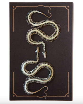Moth & Myth "Ouroboros" Mini Snake Skeleton Set