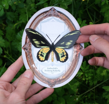 Moth & Myth Rothschild's Birdwing Butterfly 'Pop-Out' Greeting Card