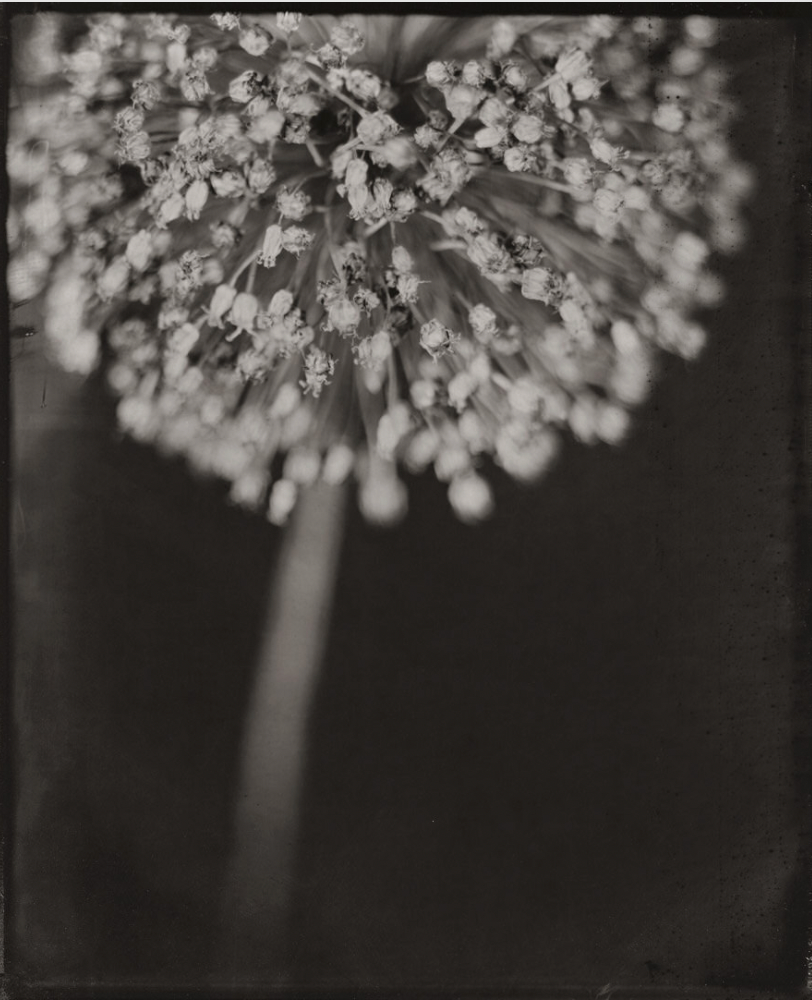 Michelle Smith-Lewis "Portrait of a Leek"