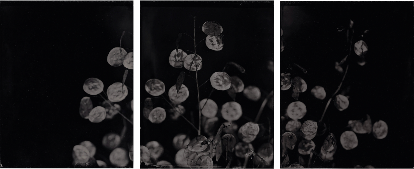 Michelle Smith-Lewis "Portrait of a Money Plant" Triptych