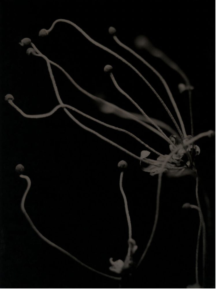 Michelle Smith-Lewis "Portrait of Anemone"