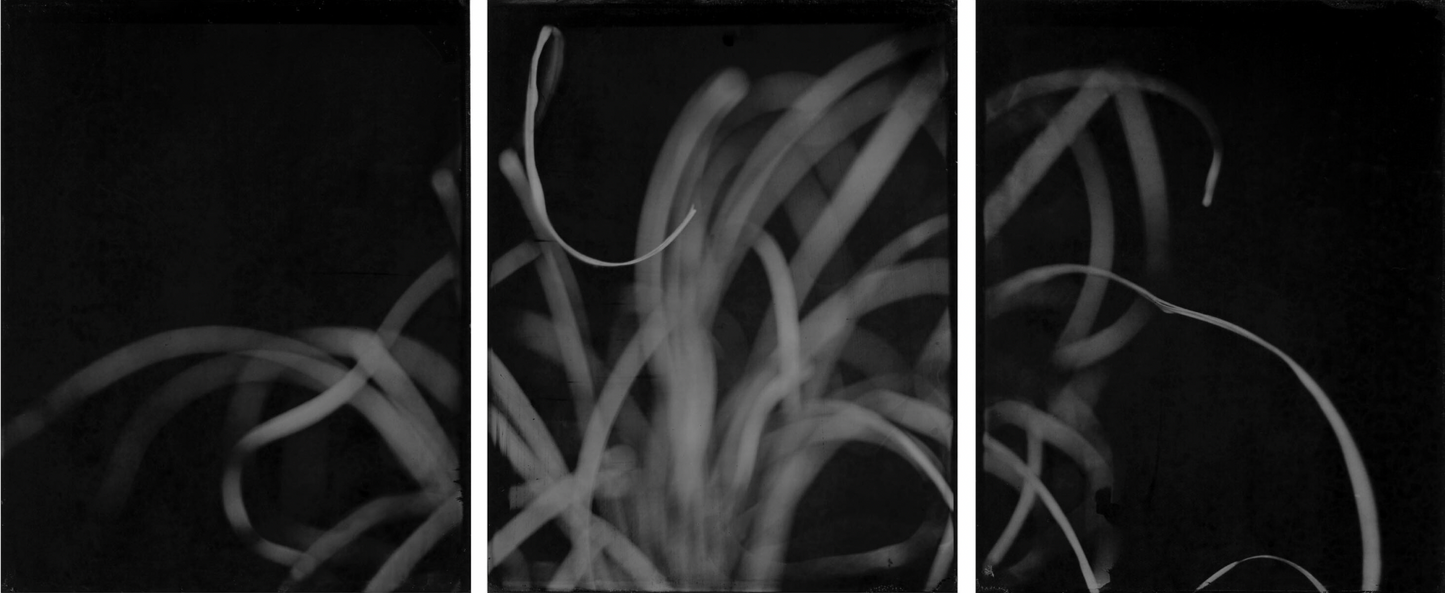 Michelle Smith-Lewis "Portrait of Grass" Triptych