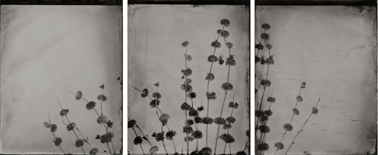 Michelle Smith-Lewis "Portrait of Horehound"