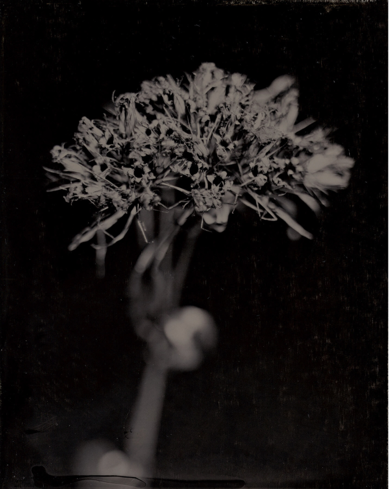 Michelle Smith-Lewis "Portrait of Sweet William"