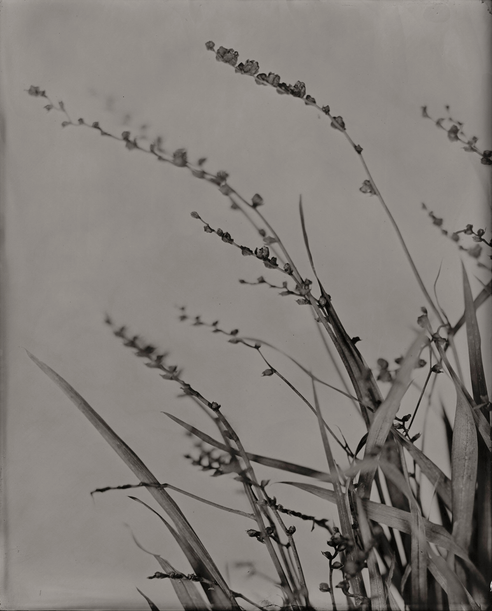 Michelle Smith-Lewis "Crocosmia"