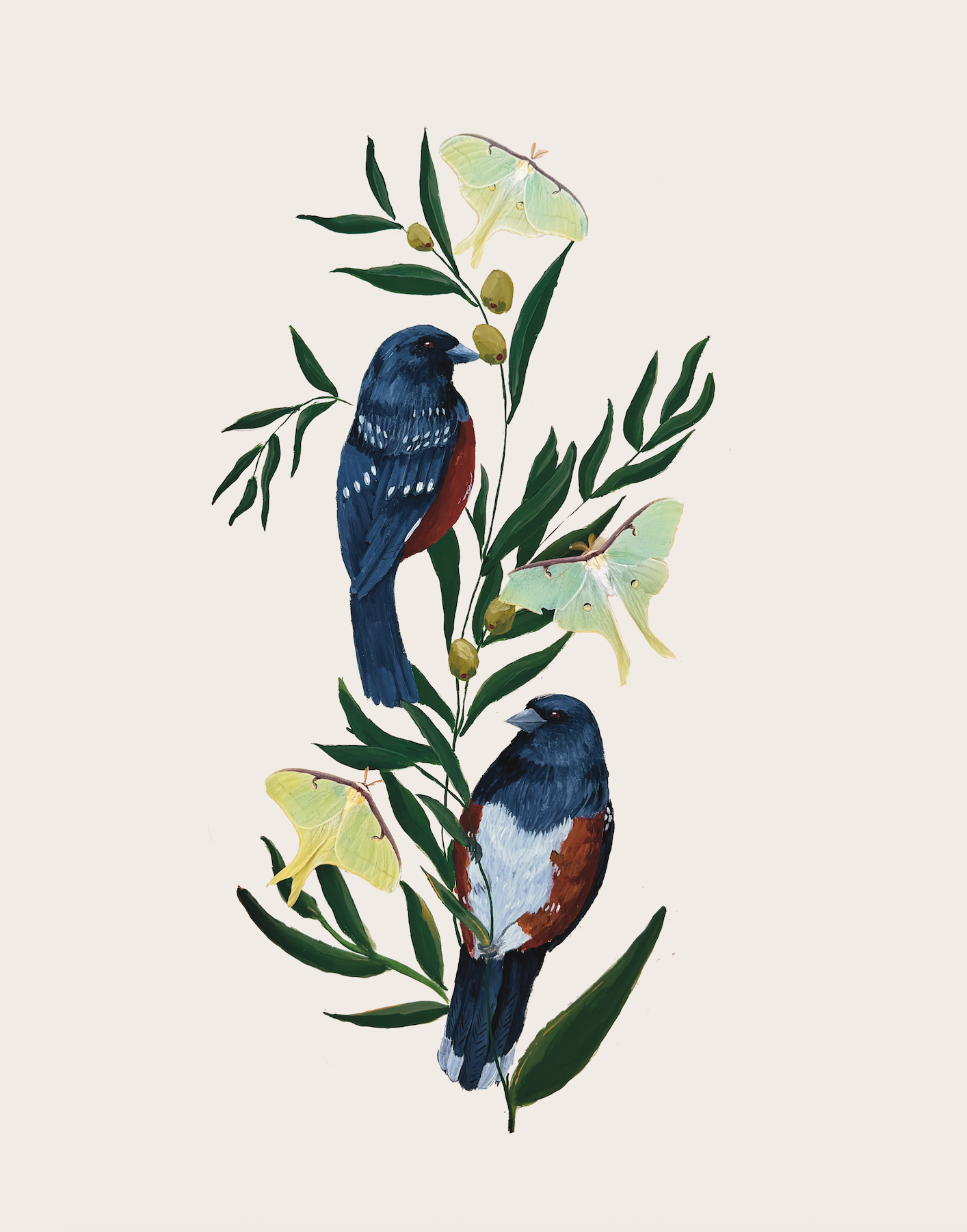 Of Moth and Flame "Spotted Towhee & Luna Moths" Print