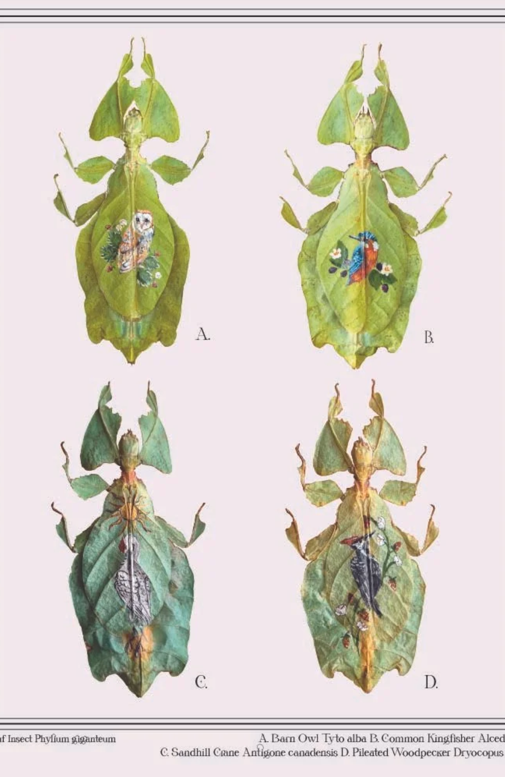 Of Moth & Flame "Bird Bugs" Print