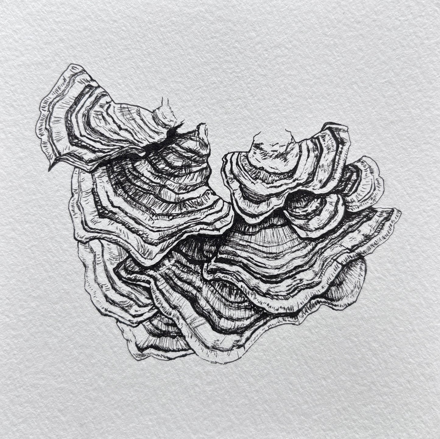 Klaus "Turkey Tail Mushroom I"