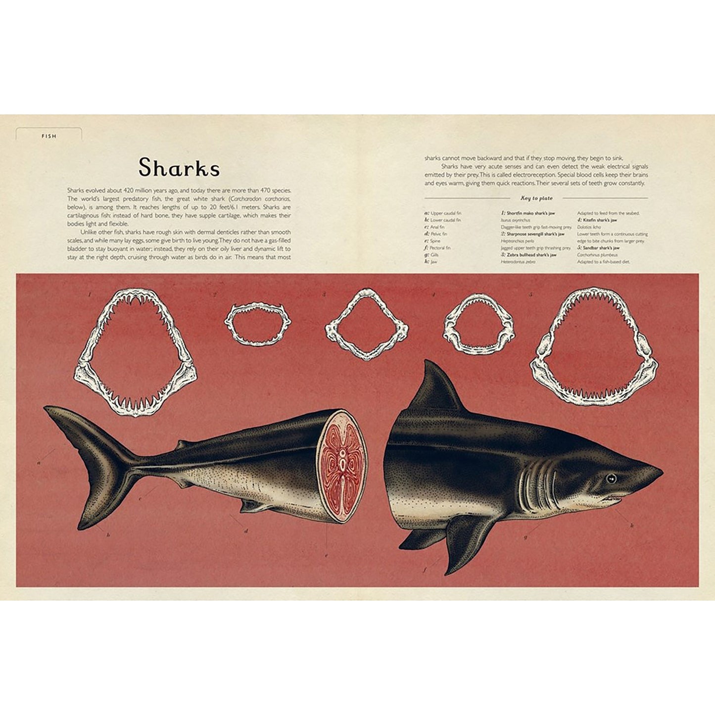 Welcome to the Museum: Animalium