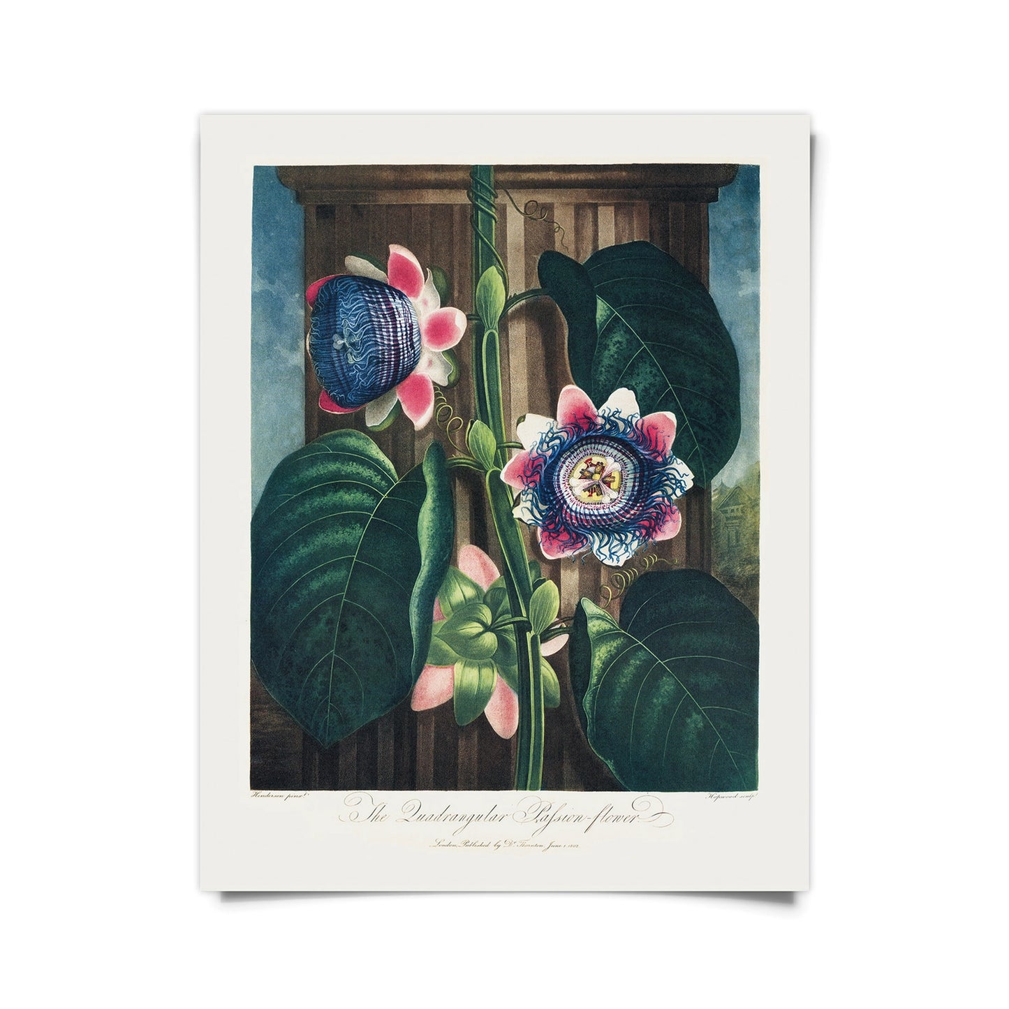 Curious Prints "Quad Passionflower" Hanging Print