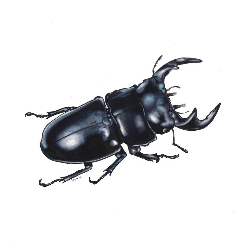 Bayla Arietta "Giant Stag Beetle"