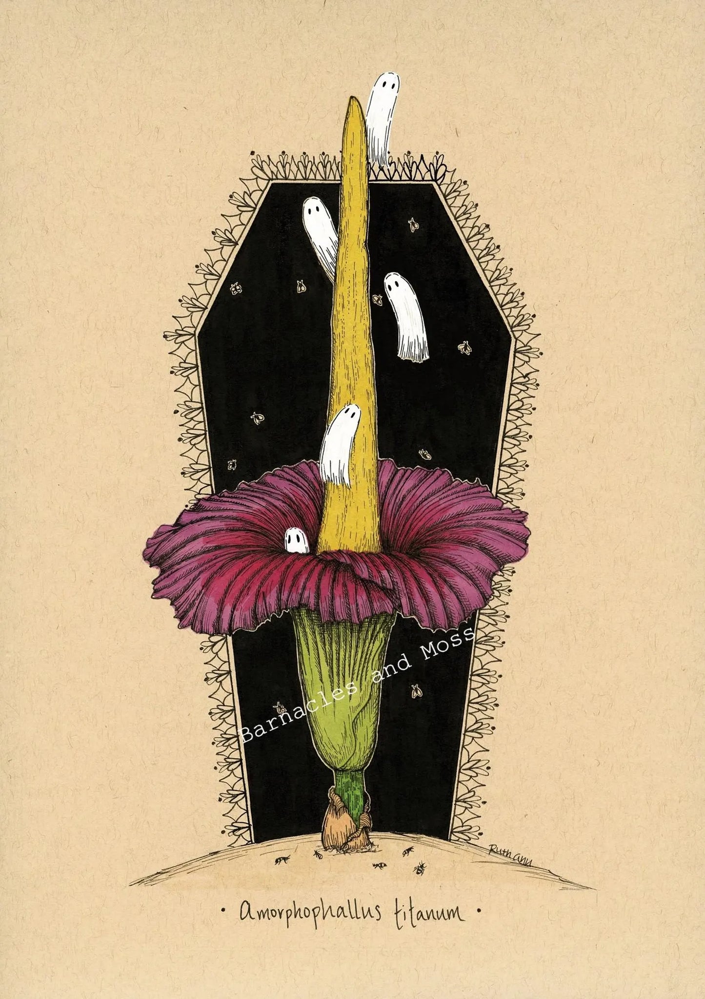 Barnacles and Moss "Corpse Flower"