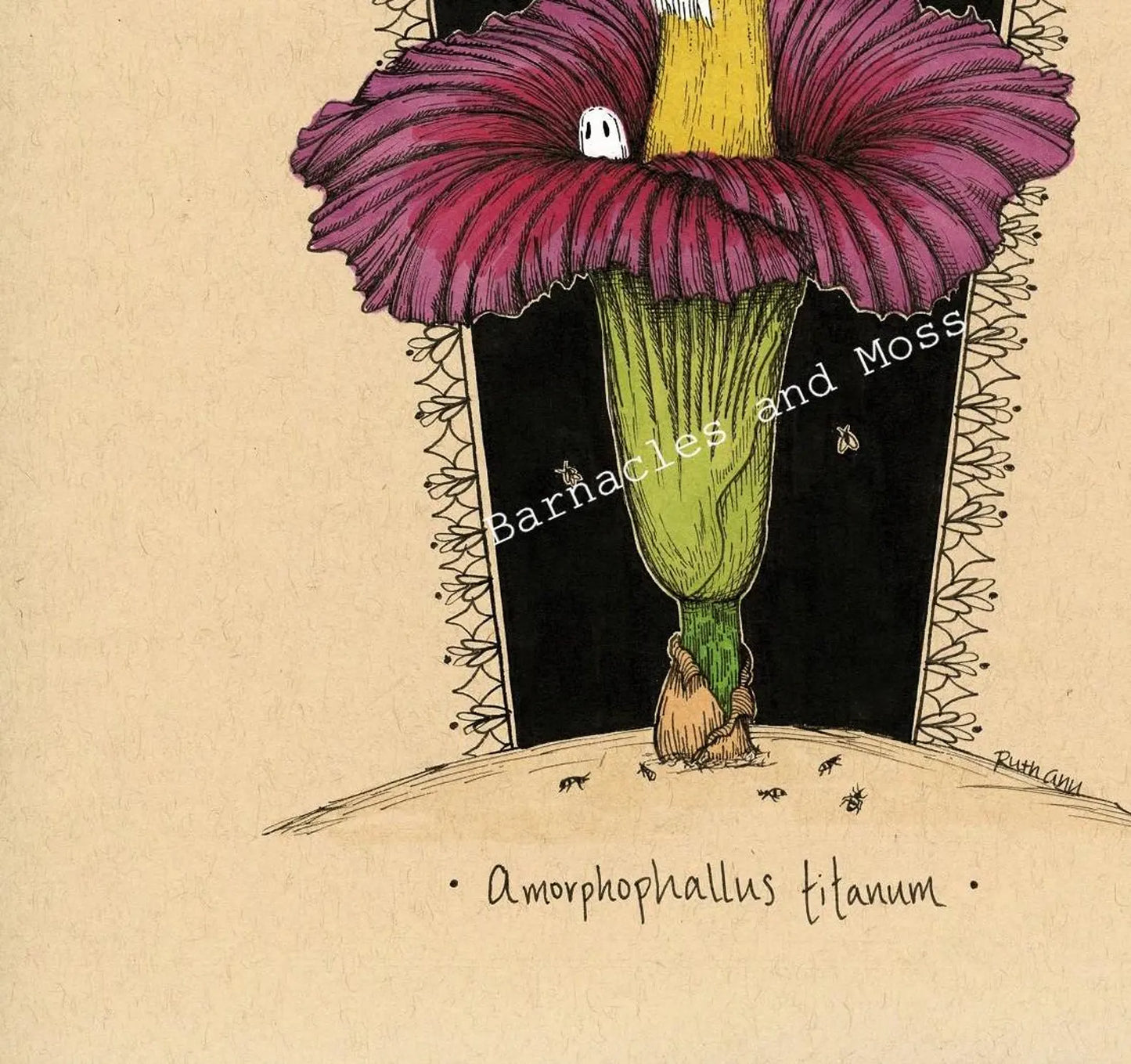 Barnacles and Moss "Corpse Flower"
