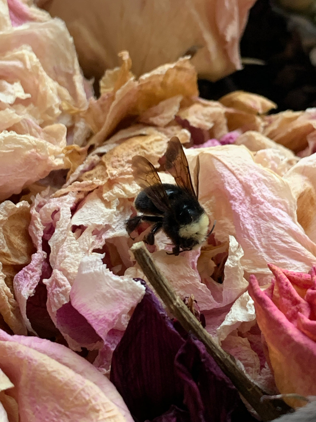 Rebecca Jones "Elegy for a Bumblebee"
