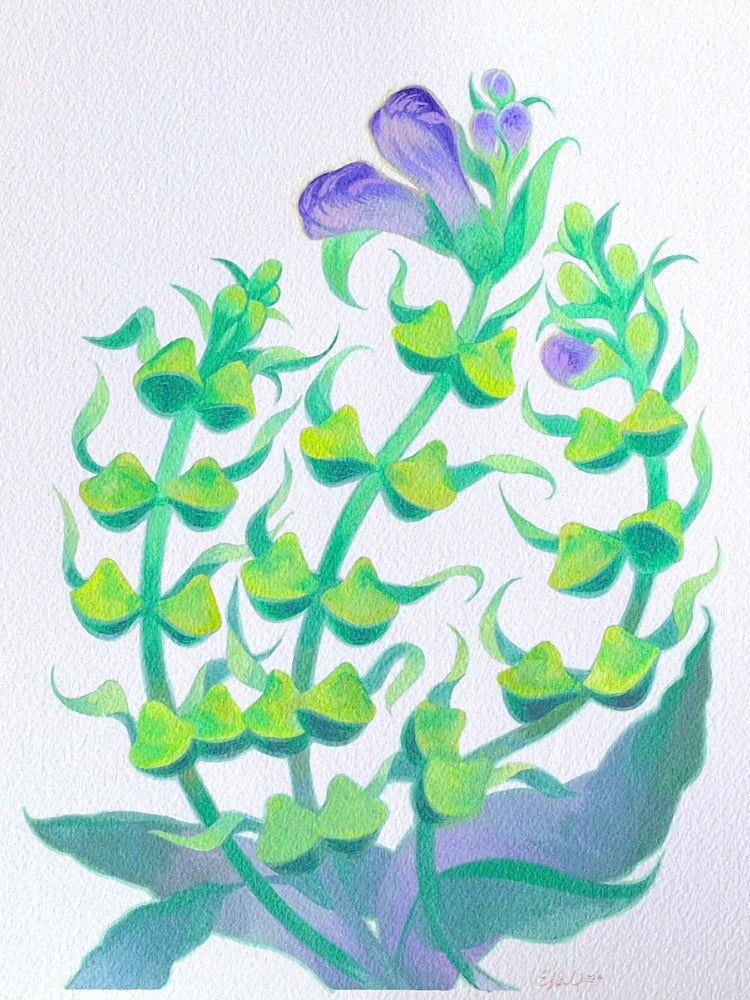 Ewelina Abele "Scutellaria"