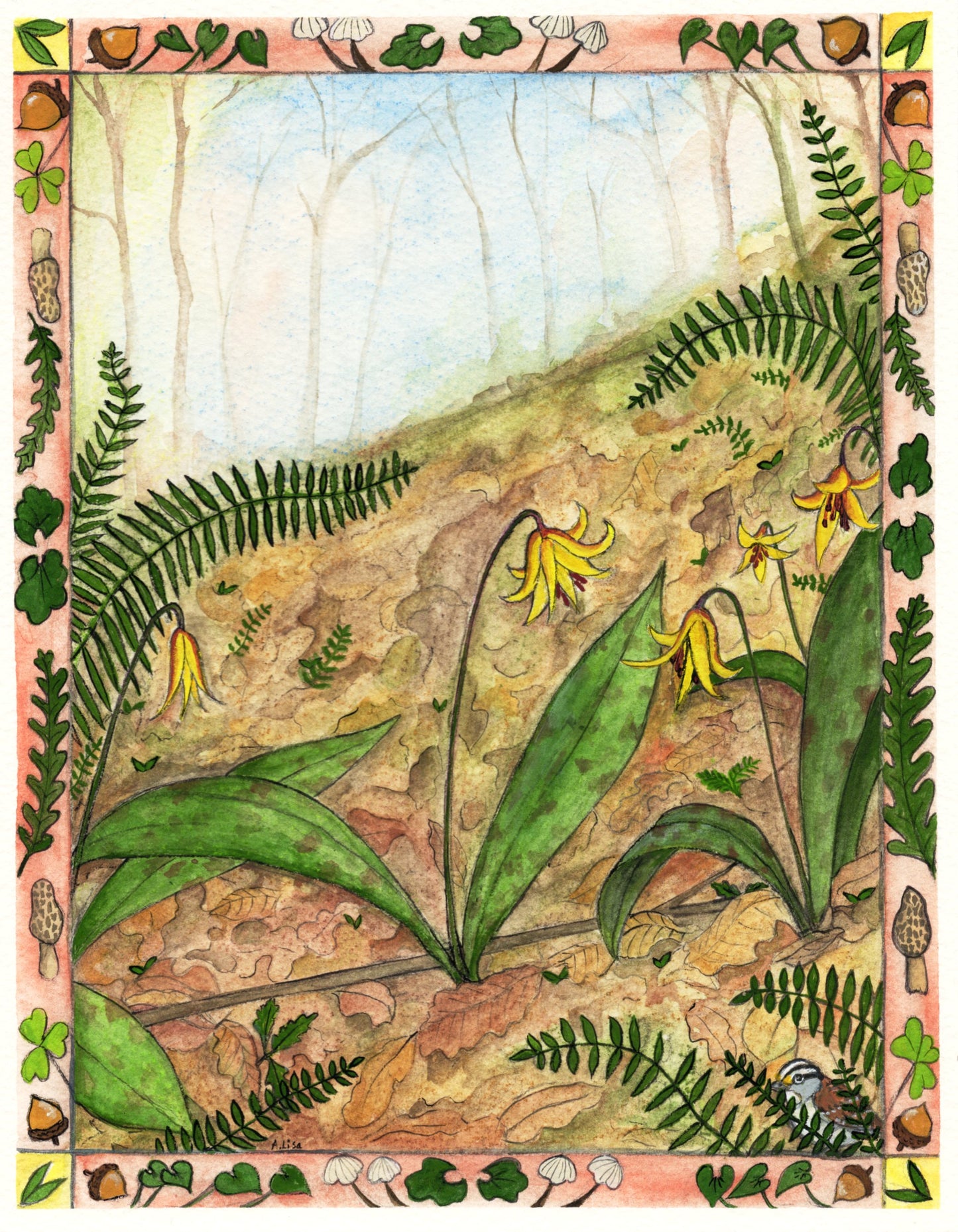 Annabell Lisa "Trout Lily"