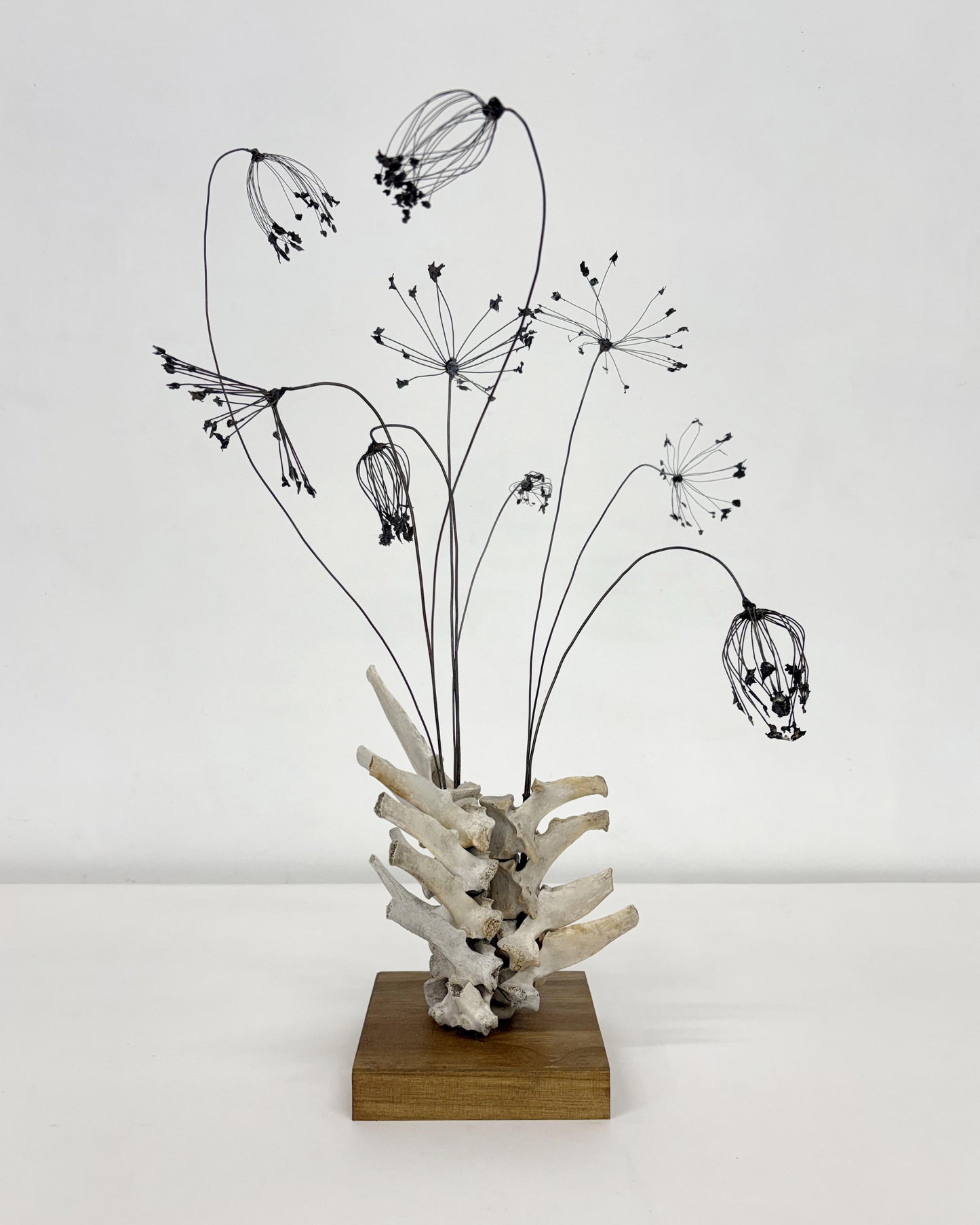 Julie Anne Mann "Wild Carrot / Queen Anne's Lace"
