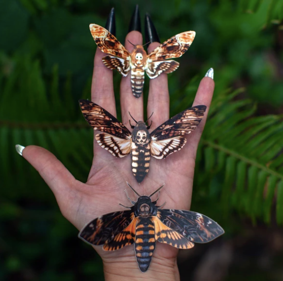 Moth & Myth "Memento Mori" Death Head Moth Set