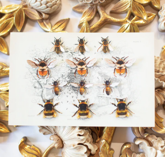 Colección Moth & Myth "Las rodillas de las abejas"