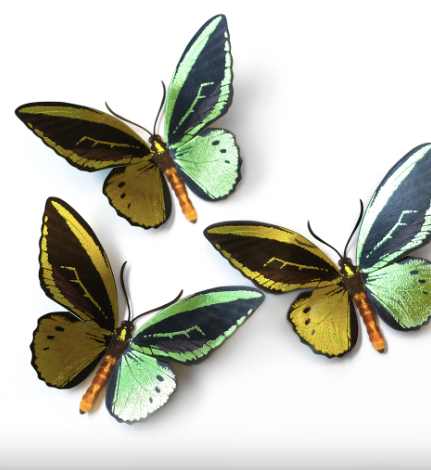 Moth & Myth "Flourish" Birdwing Butterfly Set