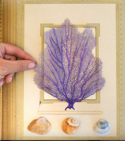 Muestra de papel de abanico de mar "Calypso" de Moth & Myth