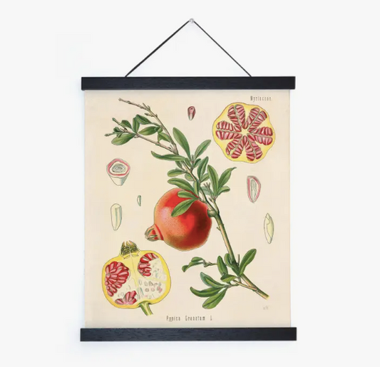 Curious Prints "Botanical Pomegranate Fruit" Hanging Print w/Black Frame