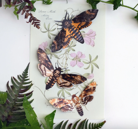 Moth & Myth "Memento Mori" Death Head Moth Set