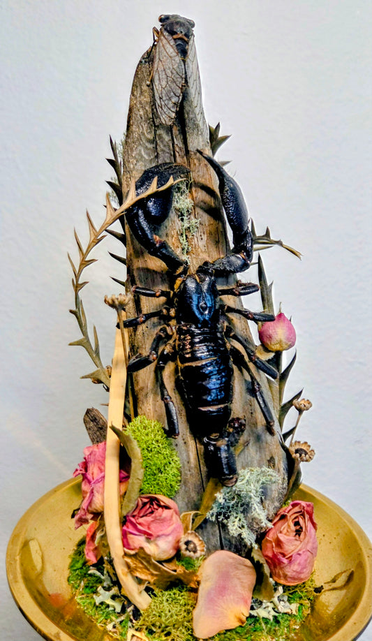 How Queer? Oddities "Untitled 4"