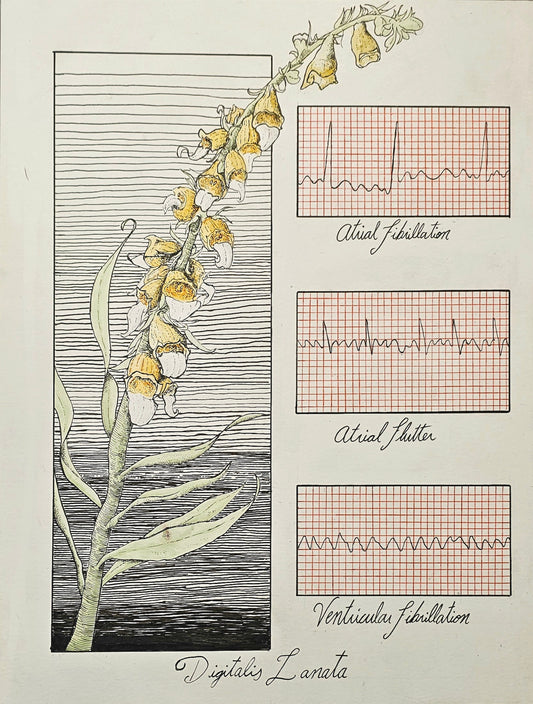 Morgan Hanneken "Digitalis"