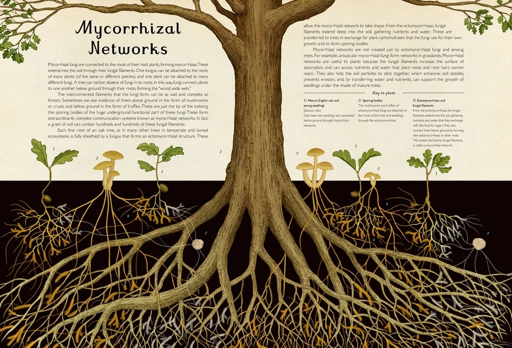 Welcome to the Museum: Fungarium