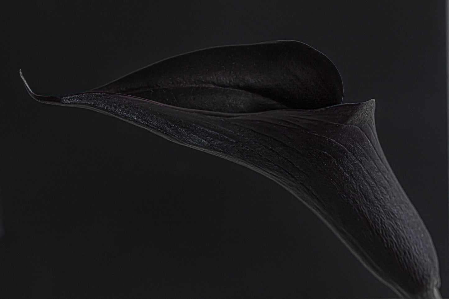 Rosemary Dai Ross "Black Calla Lily"