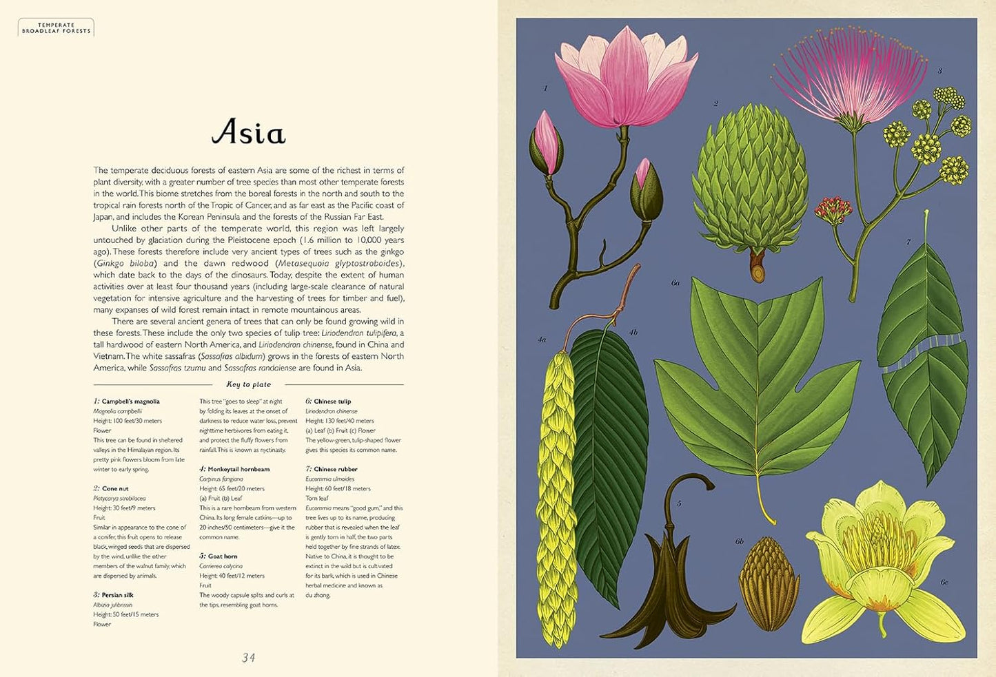 Welcome to the Museum: Arboretum