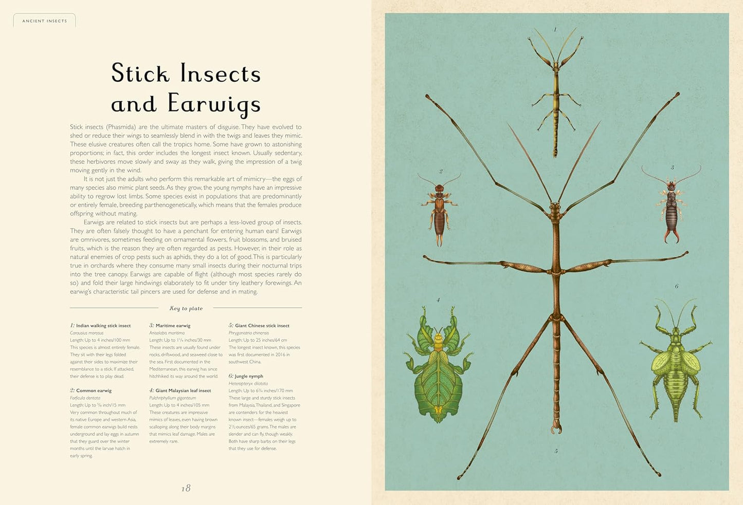 Welcome to the Museum: Insectarium